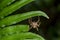 Spider hanging on a fern in the Quinault Rain Forest