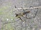 Spider hanging on twigs  with a cement wall as a background