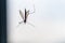 A spider has caught  a flying insect in its web and sucks it