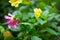 Spider haymaker on the leaves of a flower