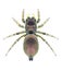 Spider Heliophanus auratus