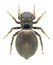 Spider Heliophanus auratus (female)