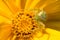 Spider heriaeus hirtus on a coreopsis flower