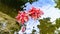 Spider hibiscus floating in pond