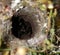 Spider hidden in a hole