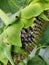 Spider hiding in Sunflower