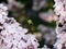 Spider house in pink flowers