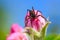 Spider hunt on a flower of a fruit tree, macro, closeup