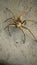 Spider is an insect looking very nice with it& x27;s eight legs ,an inocent insect it is