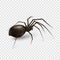 Spider isolated on a transparent background