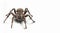 Spider on isolated white background