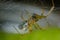 Spider in its web. Small brown colored spider rests in its web among the plants of a garden