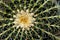 Spider like cactus has its own beauty, Toronto, ON, Canada