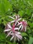 Spider Lilies on the big island of Hawaii