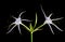 Spider Lilies Hymenocallis latifolia