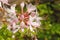 Spider Lilies in the Spring