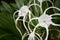 Spider lilly white flower in green background