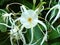 Spider lily