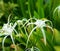 Spider lily