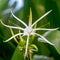 Spider lily Crinum asiaticum