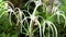 Spider lily, Crinum asiaticum Amaryllidaceae, Thai white flower