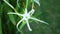 Spider Lily Flower Head White High Definition Footage