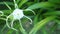 Spider Lily Flower Head White High Definition Footage