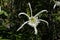 `Spider Lily` flower - Hymenocallis Longipetala