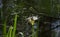 Spider Lily Flowers