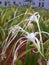 Spider lily flowers plants