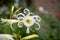 Spider Lily, Hymenocallis festalis, white flower