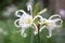 Spider Lily, Hymenocallis festalis, white flowers