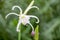 Spider Lily, Hymenocallis festalis, white flowers