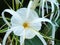 Spider lily or Hymenocallis littoralis