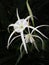 Spider Lily (Hymenocallis sp.)