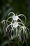 Spider lily (Hymenocallis sp.)