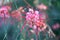 Spider lily lycoris radiata flowers blooming on blurred nature in spring