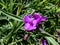 Spider Lily (Tradescantia) \\\'Concord grape\\\' flowering with three-petaled, purple flowers adorned with showy