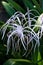 Spider lily white tropical flower in Tobago Caribbean ornamental variegated hymenocallis Caribaea