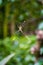 Spider with long legs on web in a garden.