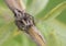 Spider-lynx OXYOPES RAMOSUS
