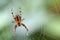 Spider macro on a web focus body and feet.