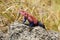 Spider-man agama lizard