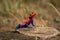 Spider-Man agama lizard basks on sunny rock