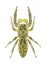 Spider Marpissa radiata (male)