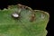 Spider mating on green leaf