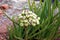 Spider Milkweed   600444