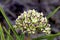 Spider Milkweed   600446