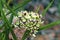 Spider Milkweed   600447