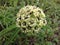 A Spider Milkweed in Full Bloom, with a Red Bug - April 2016